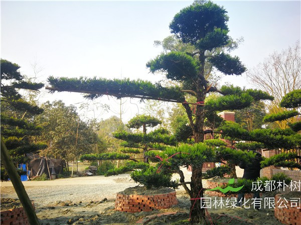 德阳市罗汉松21公分价格30000-34000元【基地直销】低价批发